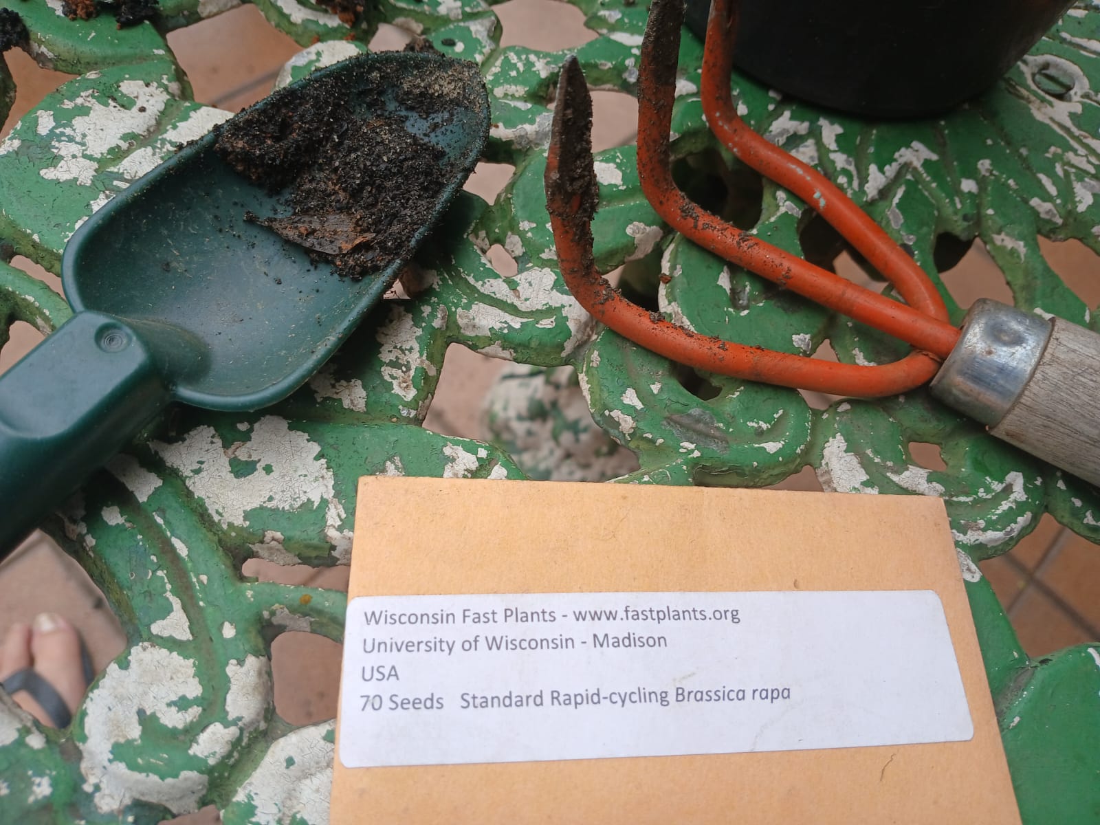 Let's plant. (Vamos plantar)